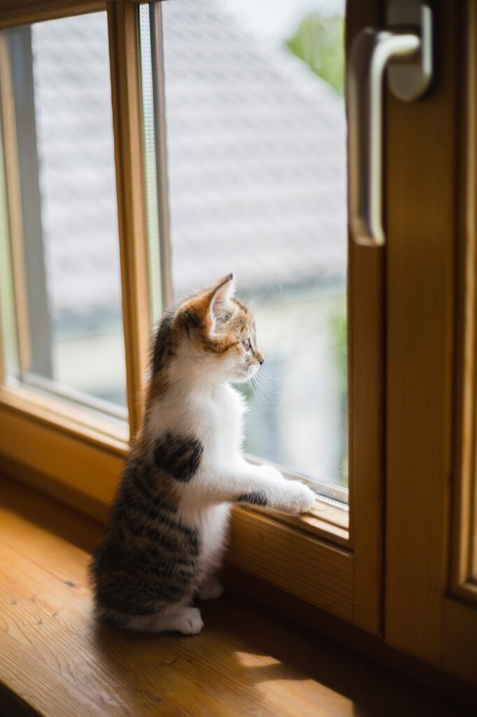 young, cat, window, sad, scratch, pet, wooden windows, sad, animal, sad, sad, sad, sad